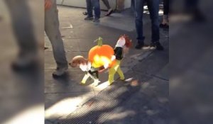 Un chien déguisé pour Halloween porte une citrouille