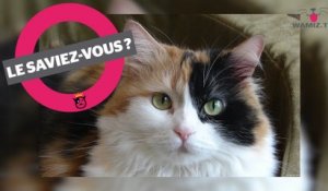 Le Chat Renard Tout Savoir Sur Cette Nouvelle Race Sur Orange Videos