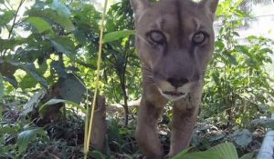 Un puma retrouve la liberté après 20 années passées dans un cirque