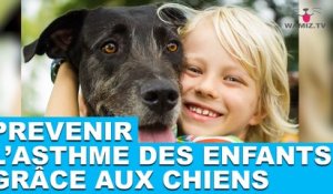 Prévenir l'asthme des enfants grâce aux chiens. Plus d'informations dans la minute chien #47