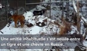 Un tigre et une chèvre se lient d'amitié dans un parc animalier en Russie