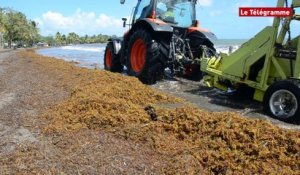 Guadeloupe : algues sargasses, un fléau qui ne cesse de s'amplifier