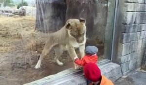 Bébé VS lion
