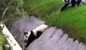 Un panda géant un peu maladroit au Japon