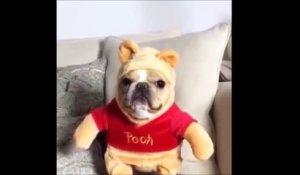 Un Bebe Ours Blanc Decouvre La Neige Trop Mignon Sur Orange Videos