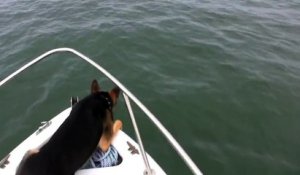 Un chien veut nager avec des dauphins
