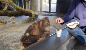 Il fait un tour de magie à un orang outan, sa réaction est géniale