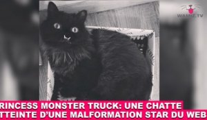 Princess Monster Truck: Une chatte atteinte d'une malformation star du web! L'histoire dans la minute chat #66
