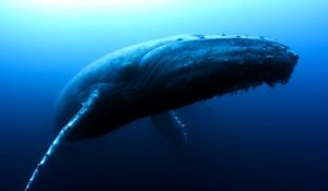 Une baleine dévastée après l'attaque de son petit
