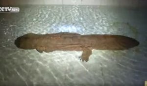 Incroyable : Une salamandre de 200 ans retrouvée vivante