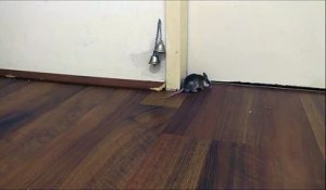 L'astuce ingénieuse trouvée par la souris pour qu'on lui ouvre la porte. Incroyable