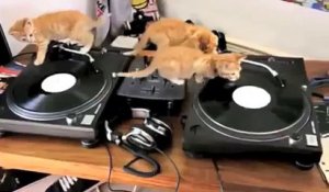 3 chatons improvisent sur des platines