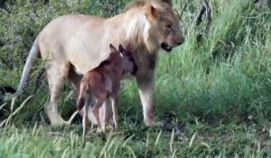 Une lionne sauve un bébé Gnou