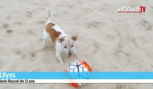 Ulyss, le petit chien qui sait jouer au foot
