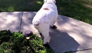 Un bulldog marche pour la première fois avec ses pantoufles !