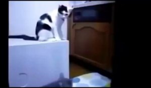 Un chat blagueur fait condamner un autre minou à sa place