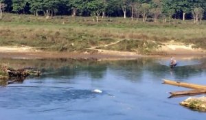 Un crocodile attaque et dévore un chien dans une rivière du népal