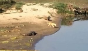 Un crocodile attaque un chien qui nage dans une rivière