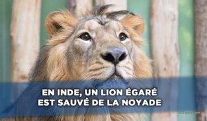 En Inde, un lion égaré est sauvé de la noyade