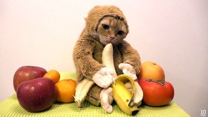 Un Chat Deguise En Singe Mange Une Banane Sur Orange Videos