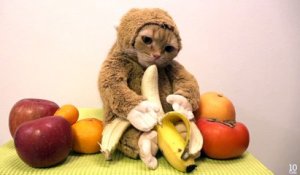 Un chat déguisé en singe mange une banane