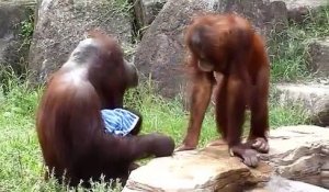 Un orang-outan se rafraichit comme un humain