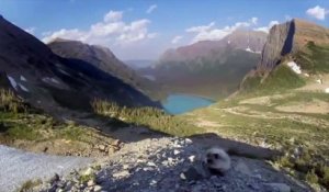 Marmotte interrompt une vidéo tournée par National Geo