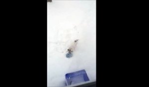 Le chien qui déneige... Très utile au canada