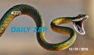 DAILY ZAP #325 : Kissing a snake is a bad idea !