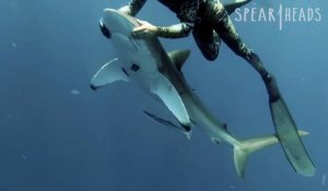 Un plongeur nage avec un requin pour enlever un hameçon dans sa gueule