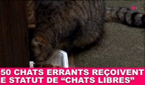 150 chats errants reçoivent le statut de "chats libres" ! Tout de suite dans la minute chat #98