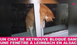 Un chat se retrouve bloqué dans une fenêtre à Leimbach en Alsace ! L'histoire dans la minute chat #99