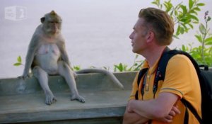 Pourquoi les singes volent les touristes ?