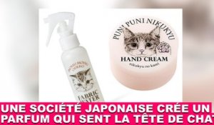 Une société japonaise crée un parfum qui sent la tête de chat ! À découvrir dans la minute chat #101