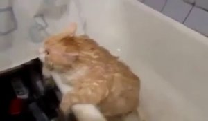 Trop gros pour sortir de la baignoire - Pauvre chat