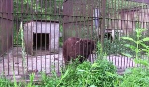 Enfermés depuis 20 ans, ces ours retrouvent ENFIN la liberté... Regardez leurs réactions !