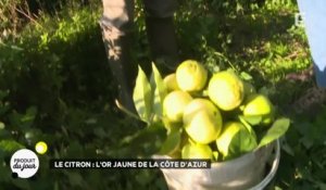 Le citron : l'or jaune de la Côte-d'Azur