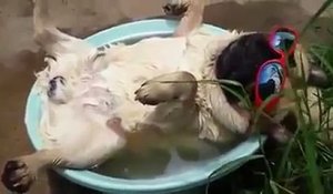 Un chien ronfle dans son bain