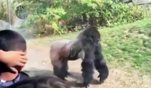 Une violente bagarre entre deux gorilles effraye les spectateurs d'un zoo