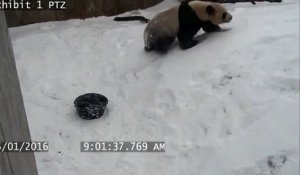 Un panda s'amuse gaiement dans la neige au Canada