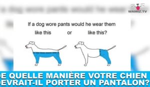 De quelle manière votre chien devrait-il porter un pantalon? Réponse dans la minute chien #109