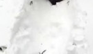 Un panda prend son pied dans la neige - La tempête Snowzilla fait aussi des heureux