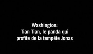 Washington: Tian Tian, le panda qui profite de la tempête Jonas