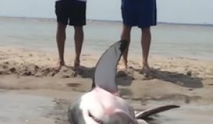 Sauvetage d’un requin