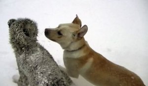 Un labrador et un guépard jouent ensemble dans la neige pendant la tempête aux USA - Grand moment de bonheur