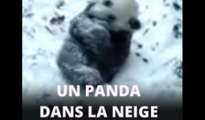 Instant meûgnon : un panda s'amuse dans la neige