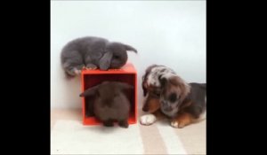 Un chiot et 2 lapins trop mignon! Pure moment de bonheur