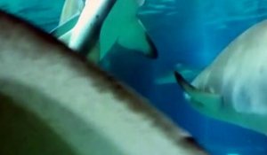 Un requin en mange un autre dans un aquarium
