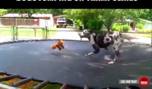 Des chiens qui adorent les trampolines - Compilation d'animaux marrant