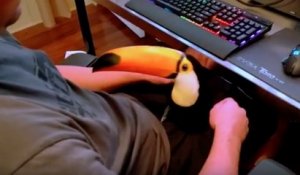 Un toucan qui aime se faire caresser comme un chat